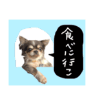 いぬ いぬ いぬ（個別スタンプ：19）