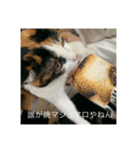 長野県から来た三毛猫にゃんこ（個別スタンプ：5）