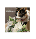 長野県から来た三毛猫にゃんこ（個別スタンプ：7）