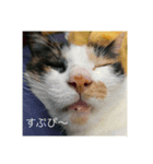 長野県から来た三毛猫にゃんこ（個別スタンプ：8）