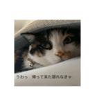 ⚪️長野県から来た茶々です⚪️（個別スタンプ：4）