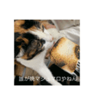 ⚪️長野県から来た茶々です⚪️（個別スタンプ：5）