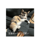 ⚪️長野県から来た茶々です⚪️（個別スタンプ：6）