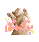 ねこのぶんぞう3（個別スタンプ：1）