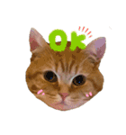ねこのぶんぞう3（個別スタンプ：3）
