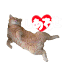 ねこのぶんぞう3（個別スタンプ：5）