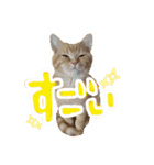 ねこのぶんぞう3（個別スタンプ：6）
