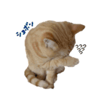 ねこのぶんぞう3（個別スタンプ：7）