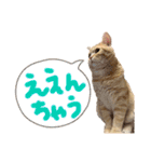 ねこのぶんぞう3（個別スタンプ：8）