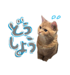 ねこのぶんぞう3（個別スタンプ：9）