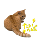 ねこのぶんぞう3（個別スタンプ：10）