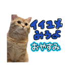 ねこのぶんぞう3（個別スタンプ：11）