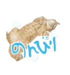 ねこのぶんぞう3（個別スタンプ：12）
