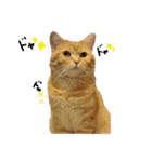 ねこのぶんぞう3（個別スタンプ：13）