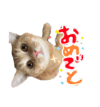 ねこのぶんぞう3（個別スタンプ：14）