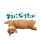 ねこのぶんぞう3（個別スタンプ：15）