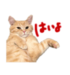 ねこのぶんぞう3（個別スタンプ：16）