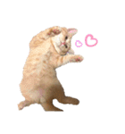 ねこのぶんぞう3（個別スタンプ：17）