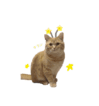 ねこのぶんぞう3（個別スタンプ：18）