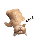 ねこのぶんぞう3（個別スタンプ：21）