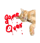 ねこのぶんぞう3（個別スタンプ：23）