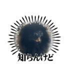 うちのコロちゃんチャロくん2（個別スタンプ：5）