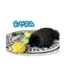 うちのコロちゃんチャロくん2（個別スタンプ：7）