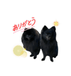 うちのコロちゃんチャロくん2（個別スタンプ：9）