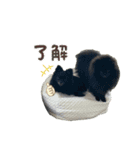 うちのコロちゃんチャロくん2（個別スタンプ：19）
