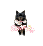 うちのコロちゃんチャロくん2（個別スタンプ：20）