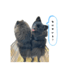うちのコロちゃんチャロくん2（個別スタンプ：21）