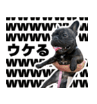 フレブルのレオ 2（個別スタンプ：6）