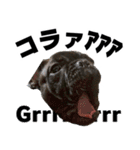 フレブルのレオ 2（個別スタンプ：16）
