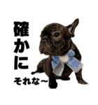 フレブルのレオ 2（個別スタンプ：19）