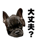 フレブルのレオ 2（個別スタンプ：27）