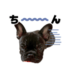 フレブルのレオ 2（個別スタンプ：36）