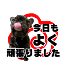 フレブルのレオ 2（個別スタンプ：37）
