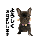 フレブルのレオ 2（個別スタンプ：39）