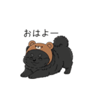 クマ帽の黒いポメラニアンのスタンプ（個別スタンプ：1）