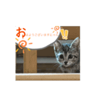 シンバくんの日常はいつもこんな感じ！？（個別スタンプ：1）