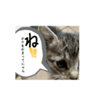 シンバくんの日常はいつもこんな感じ！？（個別スタンプ：2）