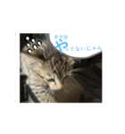 シンバくんの日常はいつもこんな感じ！？（個別スタンプ：6）