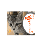 シンバくんの日常はいつもこんな感じ！？（個別スタンプ：8）