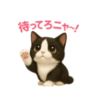 わが家の八割れ愛猫タッキー（個別スタンプ：1）