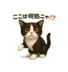 わが家の八割れ愛猫タッキー（個別スタンプ：2）
