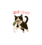 わが家の八割れ愛猫タッキー（個別スタンプ：3）