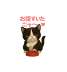 わが家の八割れ愛猫タッキー（個別スタンプ：5）