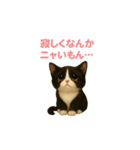 わが家の八割れ愛猫タッキー（個別スタンプ：6）