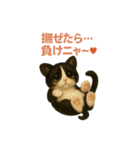 わが家の八割れ愛猫タッキー（個別スタンプ：9）