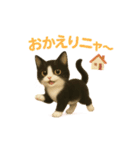わが家の八割れ愛猫タッキー（個別スタンプ：14）